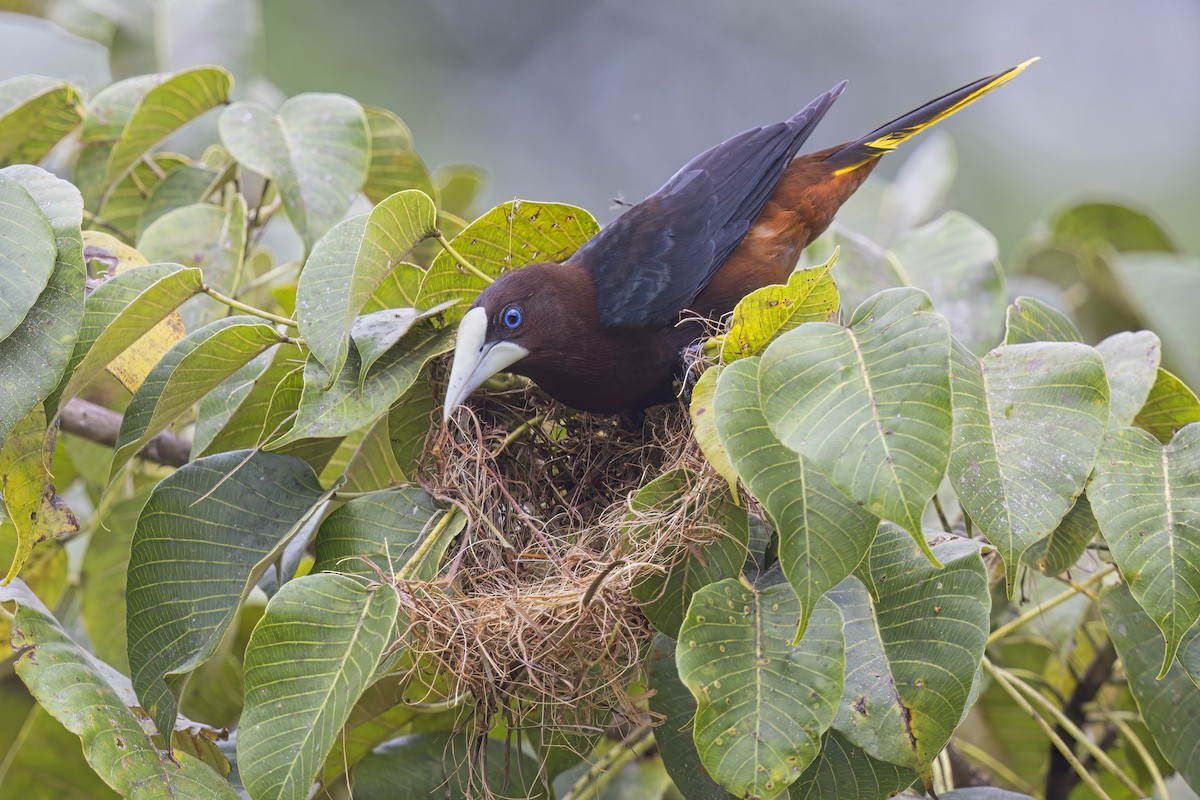 Chestnut-headed Oropendola - ML622152778