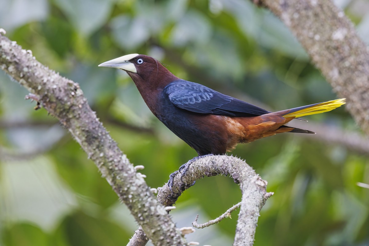 Chestnut-headed Oropendola - ML622152779