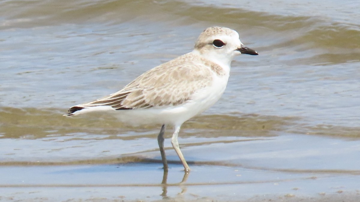 Snowy Plover - ML622152782