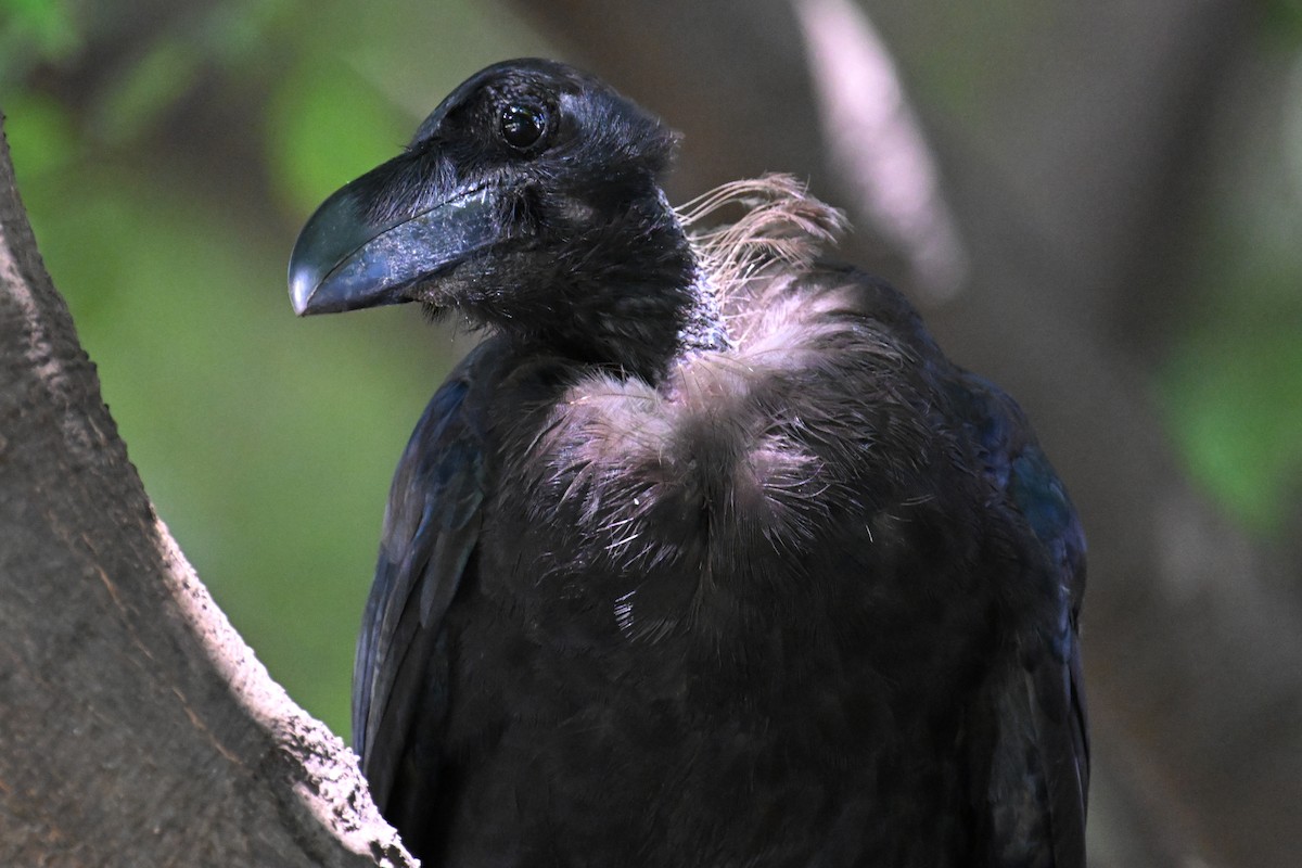Large-billed Crow (Large-billed) - ML622152783
