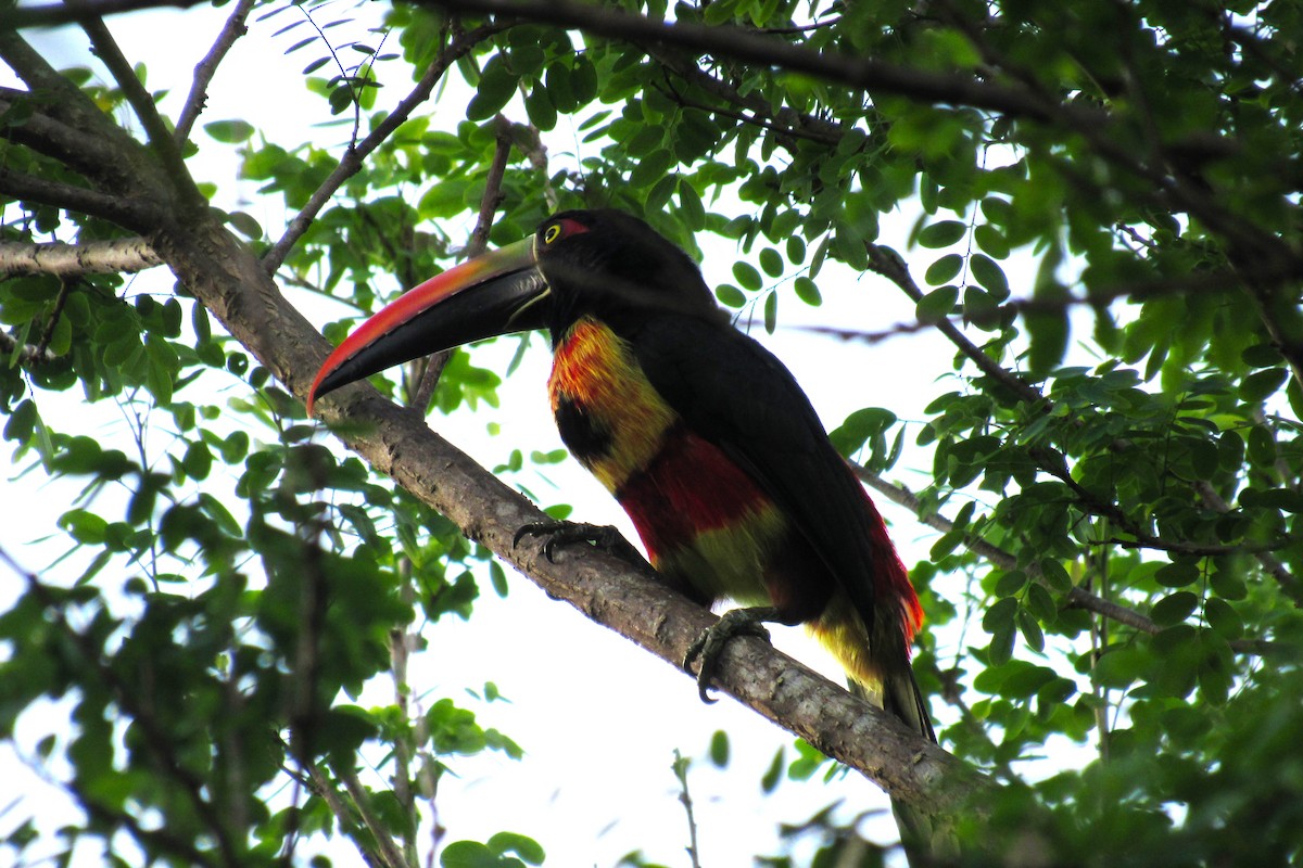 Fiery-billed Aracari - ML622152784