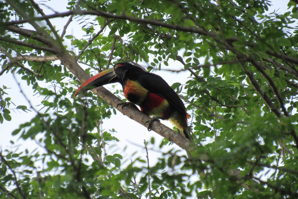 Fiery-billed Aracari - ML622152785