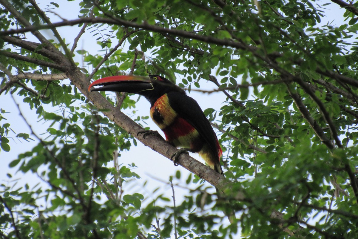 Fiery-billed Aracari - ML622152786