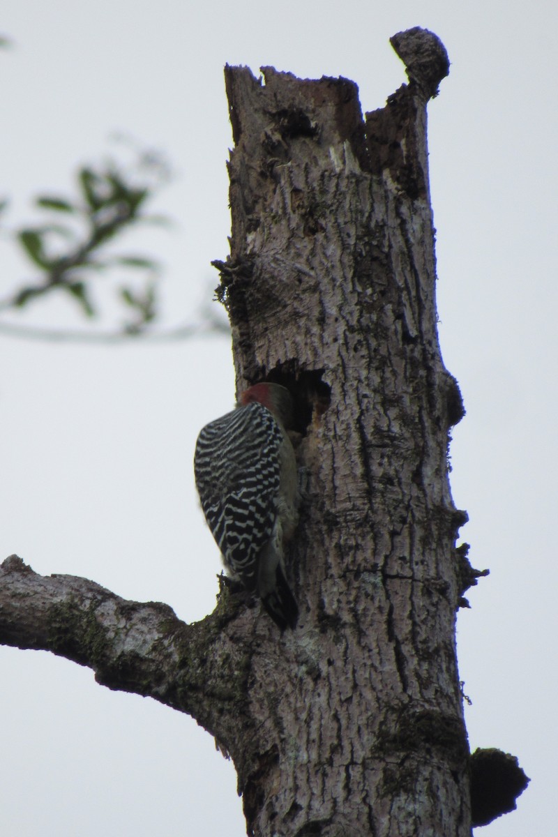 Red-crowned Woodpecker - ML622152789