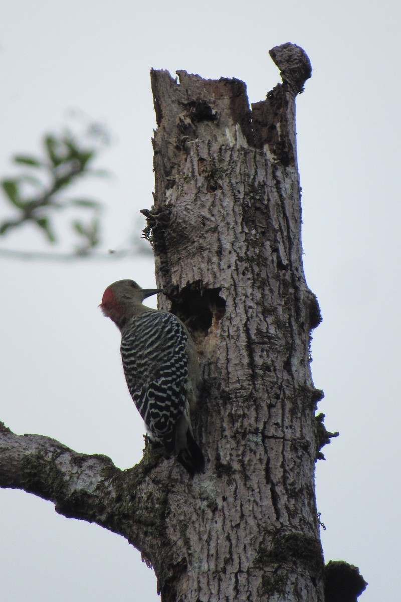 Red-crowned Woodpecker - ML622152790