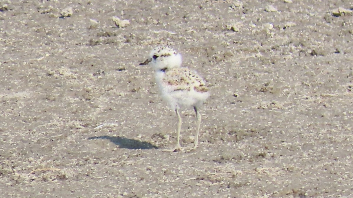 Snowy Plover - ML622152791