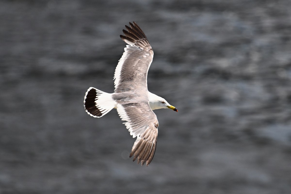 Black-tailed Gull - ML622152794