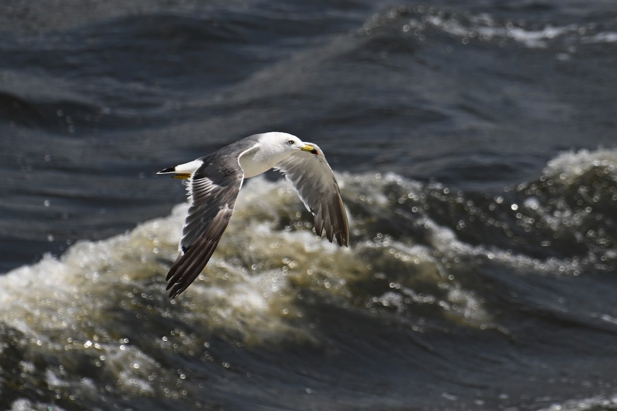 Black-tailed Gull - ML622152795