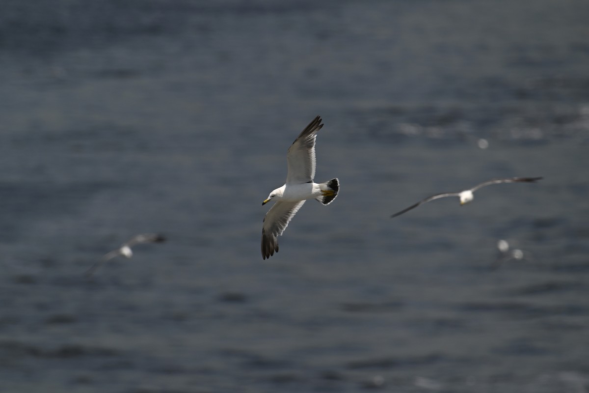 Black-tailed Gull - ML622152797