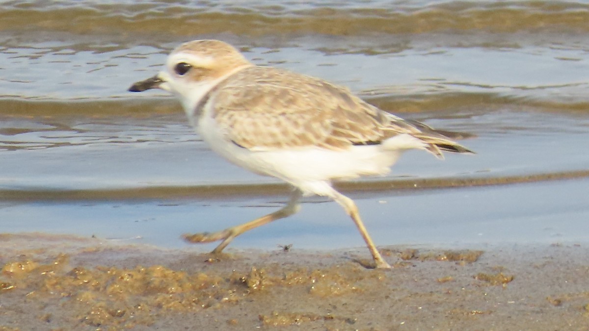 Snowy Plover - ML622152802