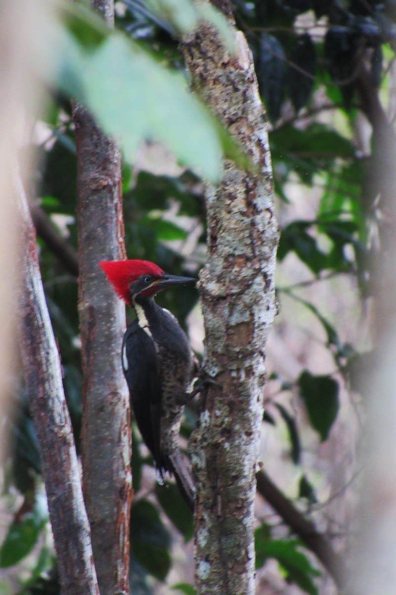 Lineated Woodpecker - ML622152804