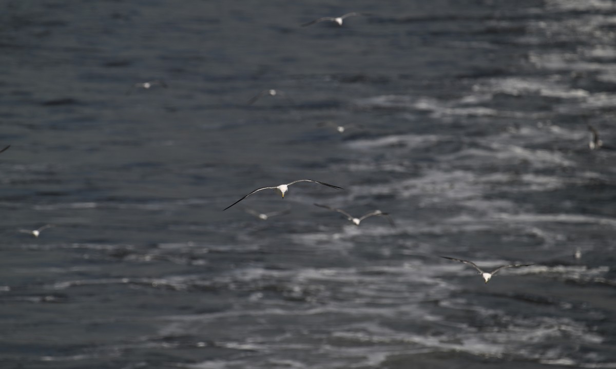 Black-tailed Gull - ML622152805