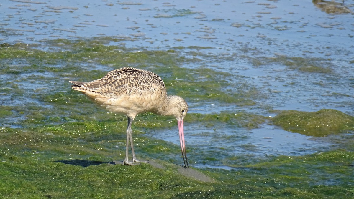 Marbled Godwit - ML622152824