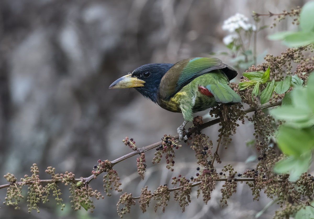 Great Barbet - Sahil 🐧