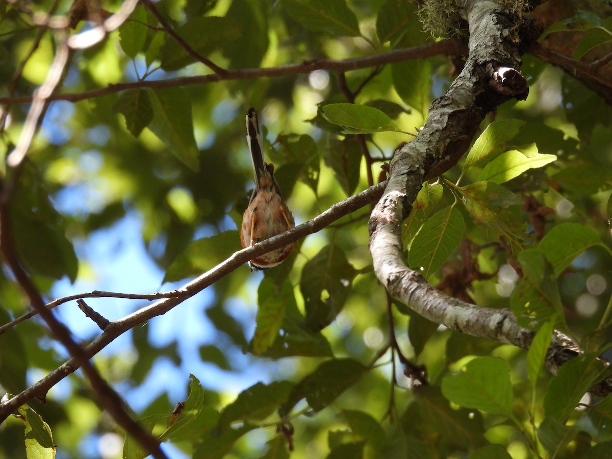 Black-throated Tit - ML622152828