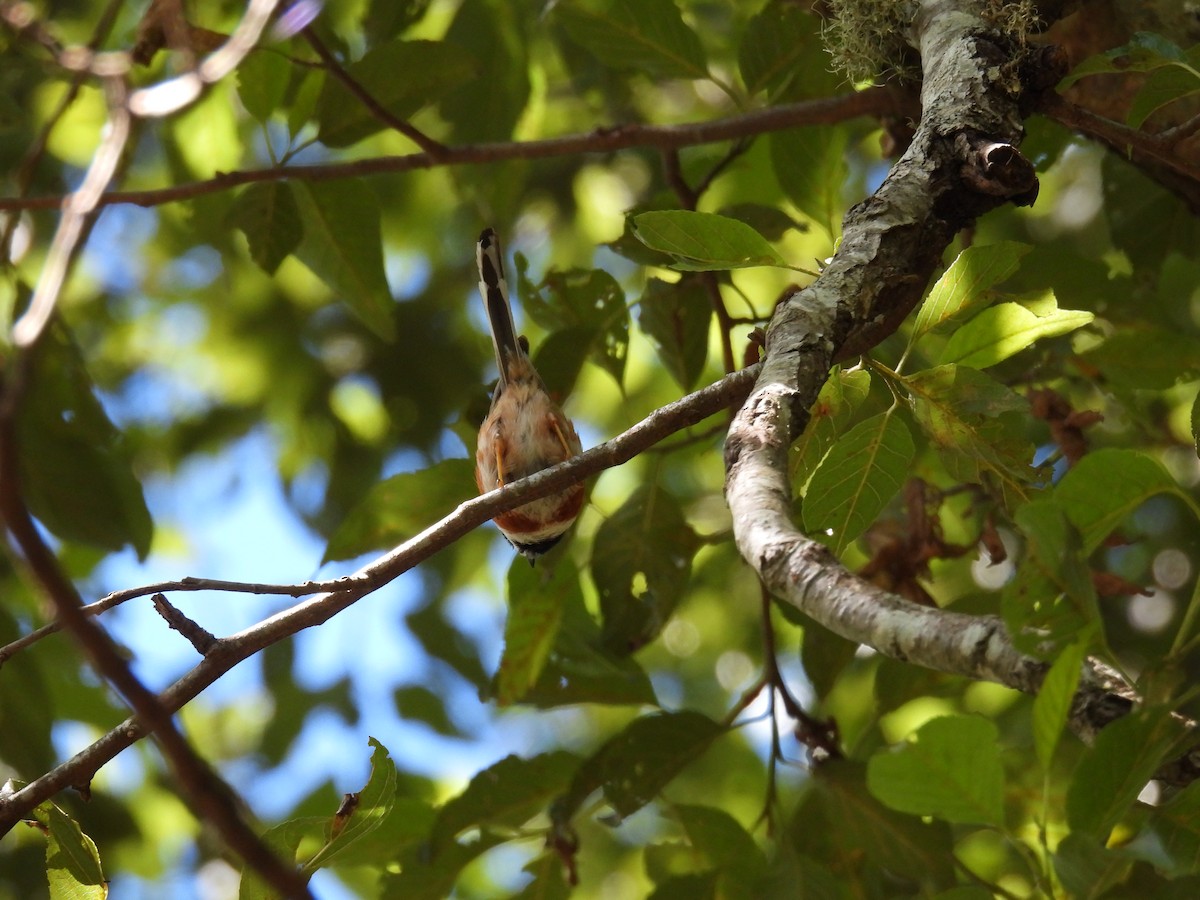 Black-throated Tit - ML622152829