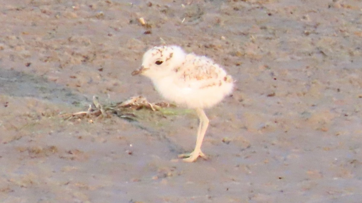 Snowy Plover - ML622152830