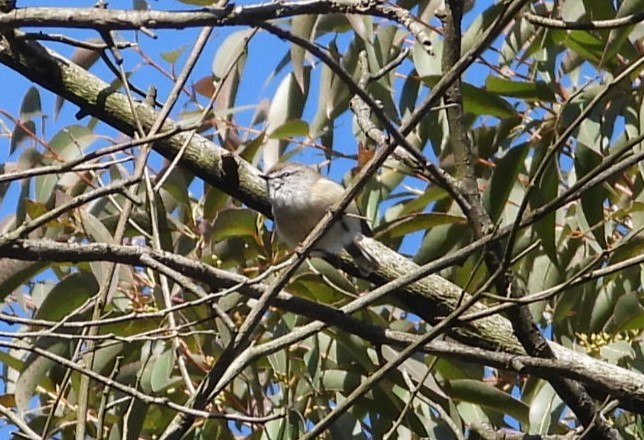 Brown Gerygone - ML622152834