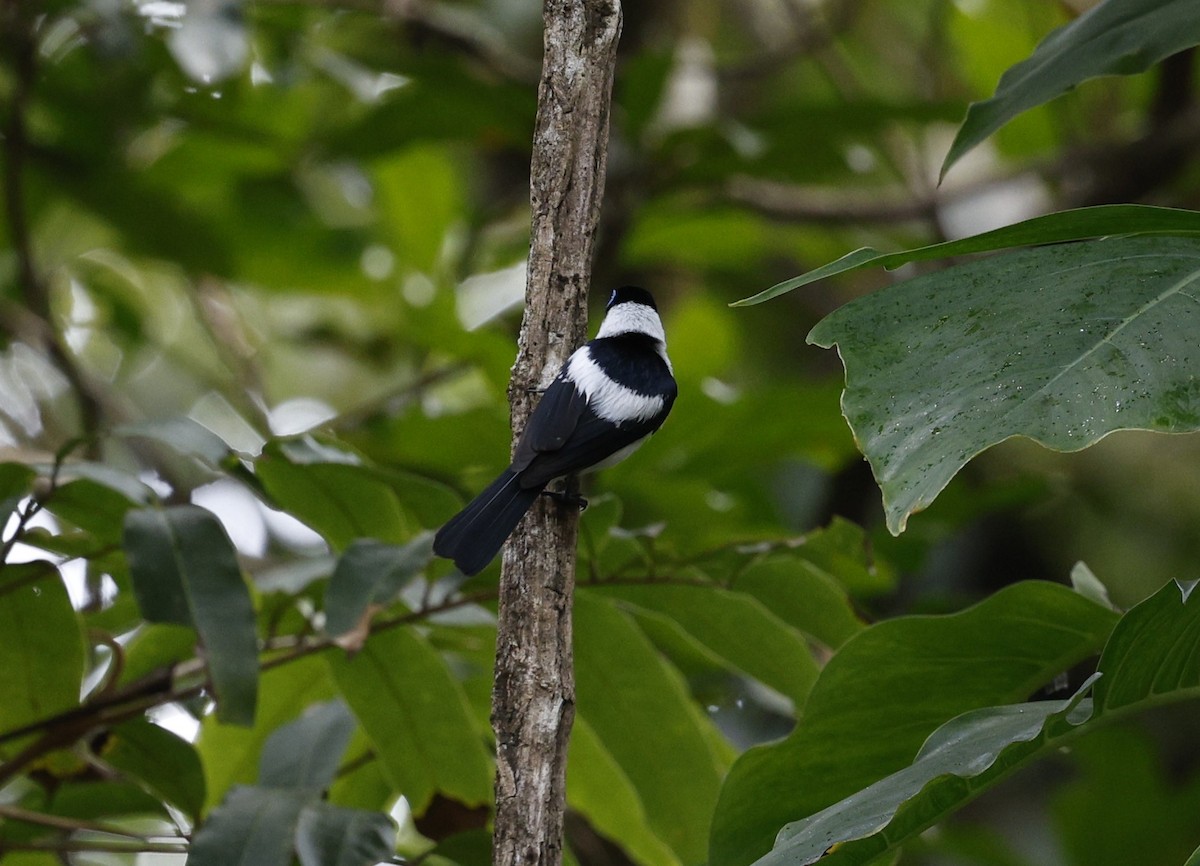 Frill-necked Monarch - ML622152835