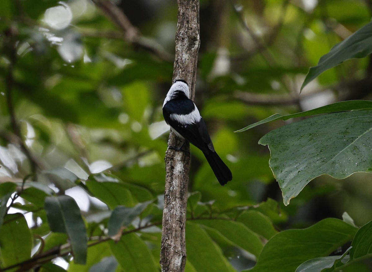 Frill-necked Monarch - ML622152837