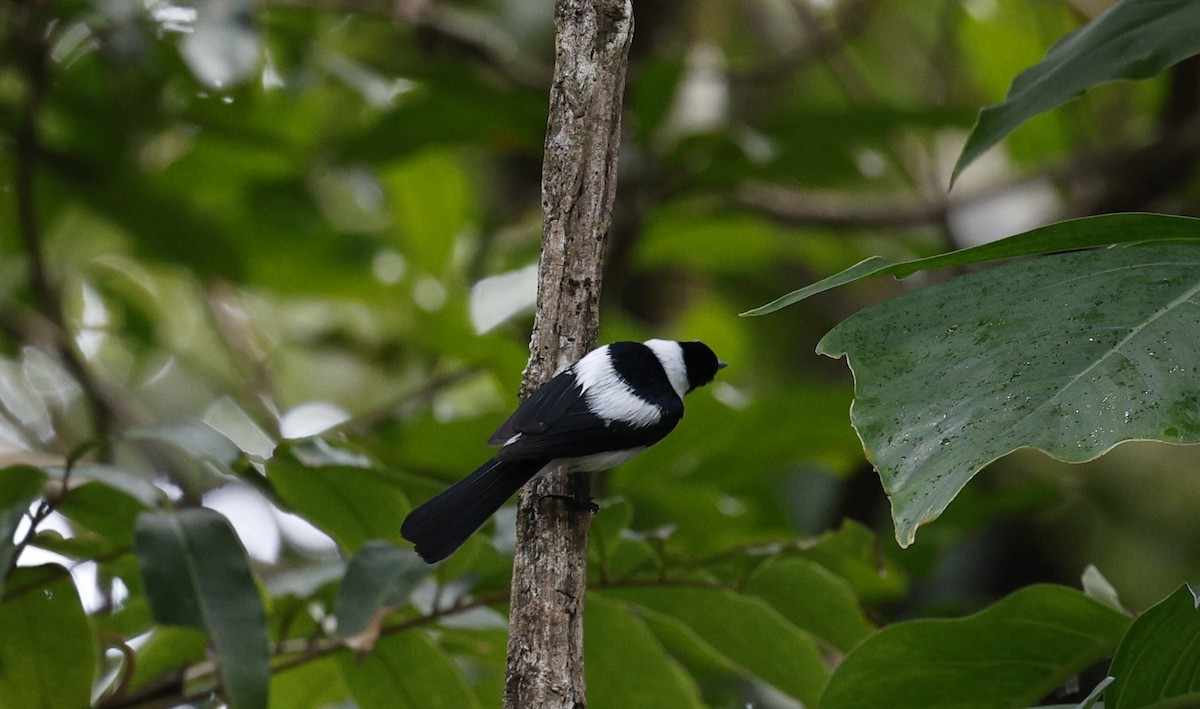 Frill-necked Monarch - ML622152838