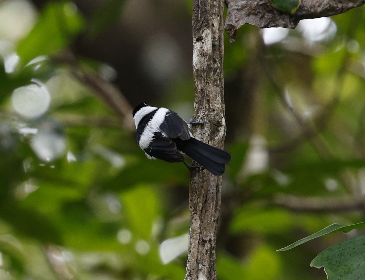 Frill-necked Monarch - ML622152839