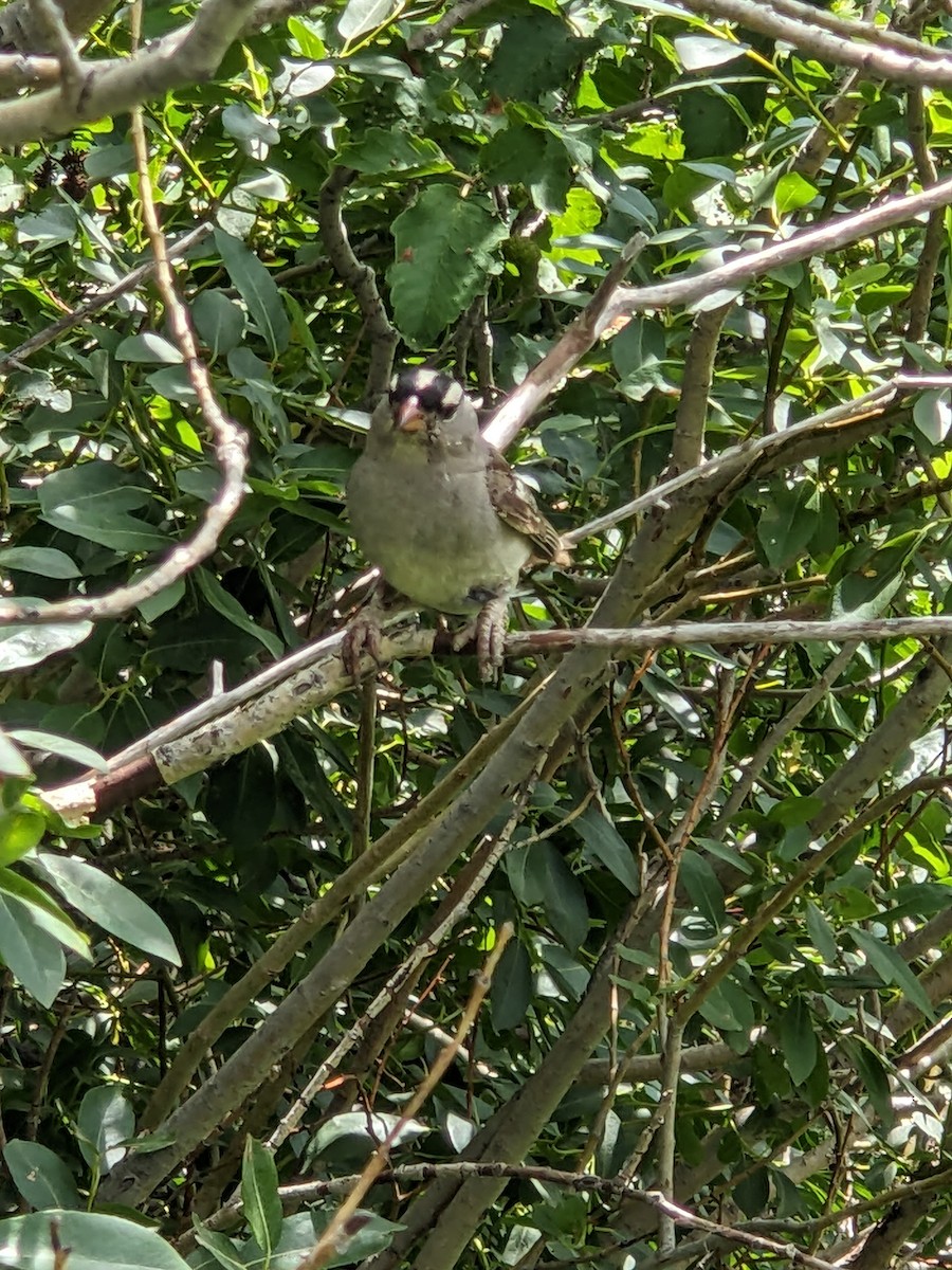 White-crowned Sparrow - ML622152841