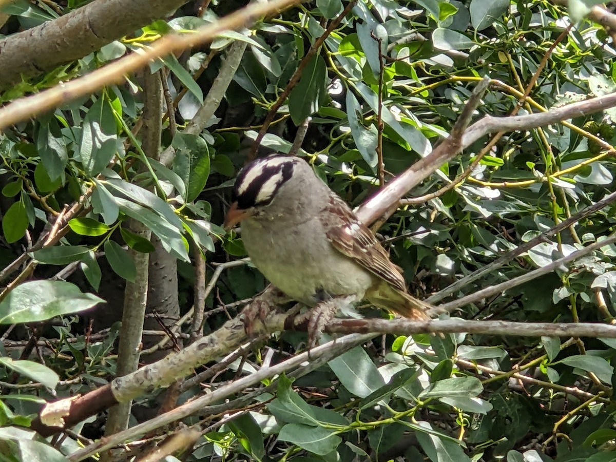 White-crowned Sparrow - ML622152843