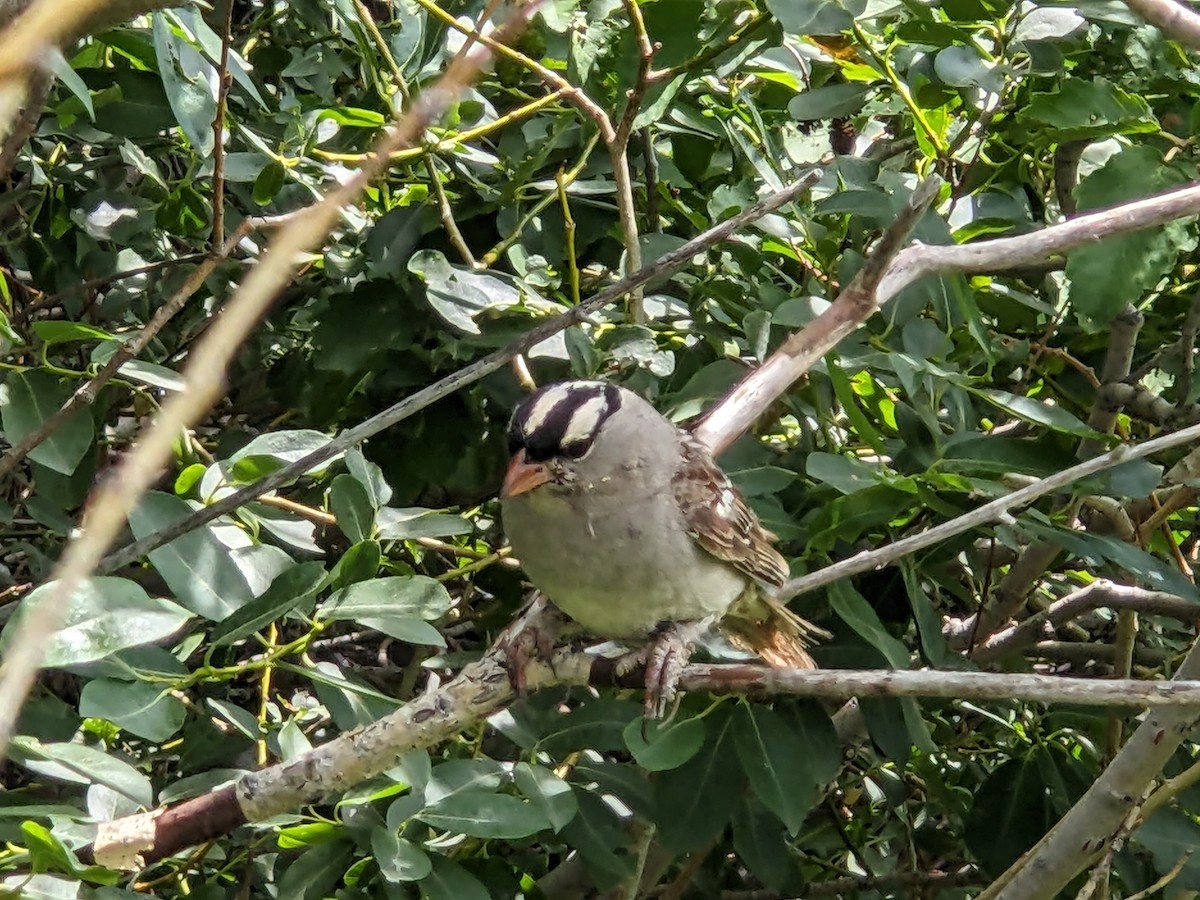 White-crowned Sparrow - ML622152845