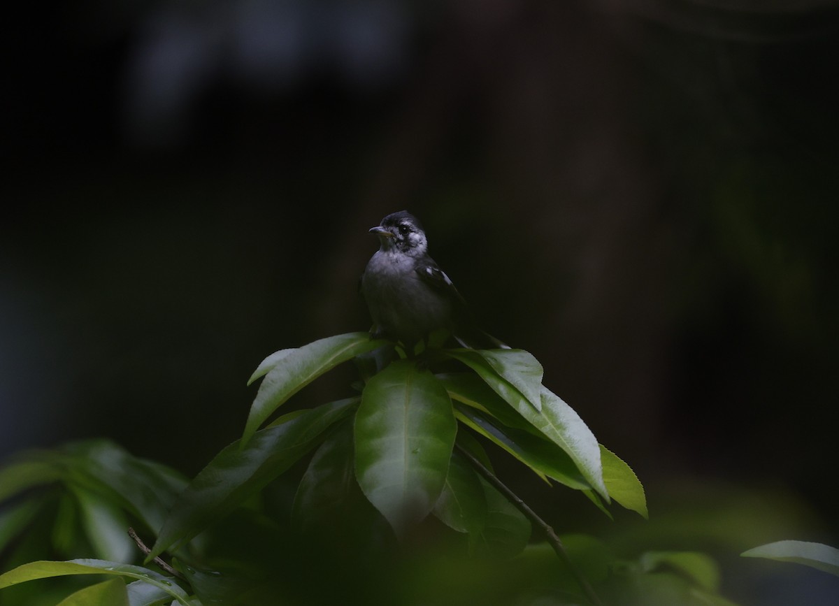 White-eared Monarch - Cathy Pert