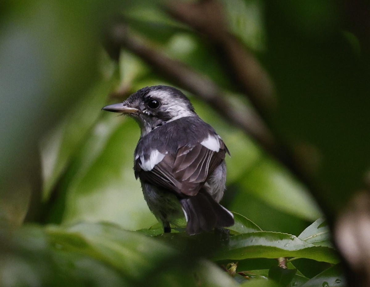 White-eared Monarch - ML622152849