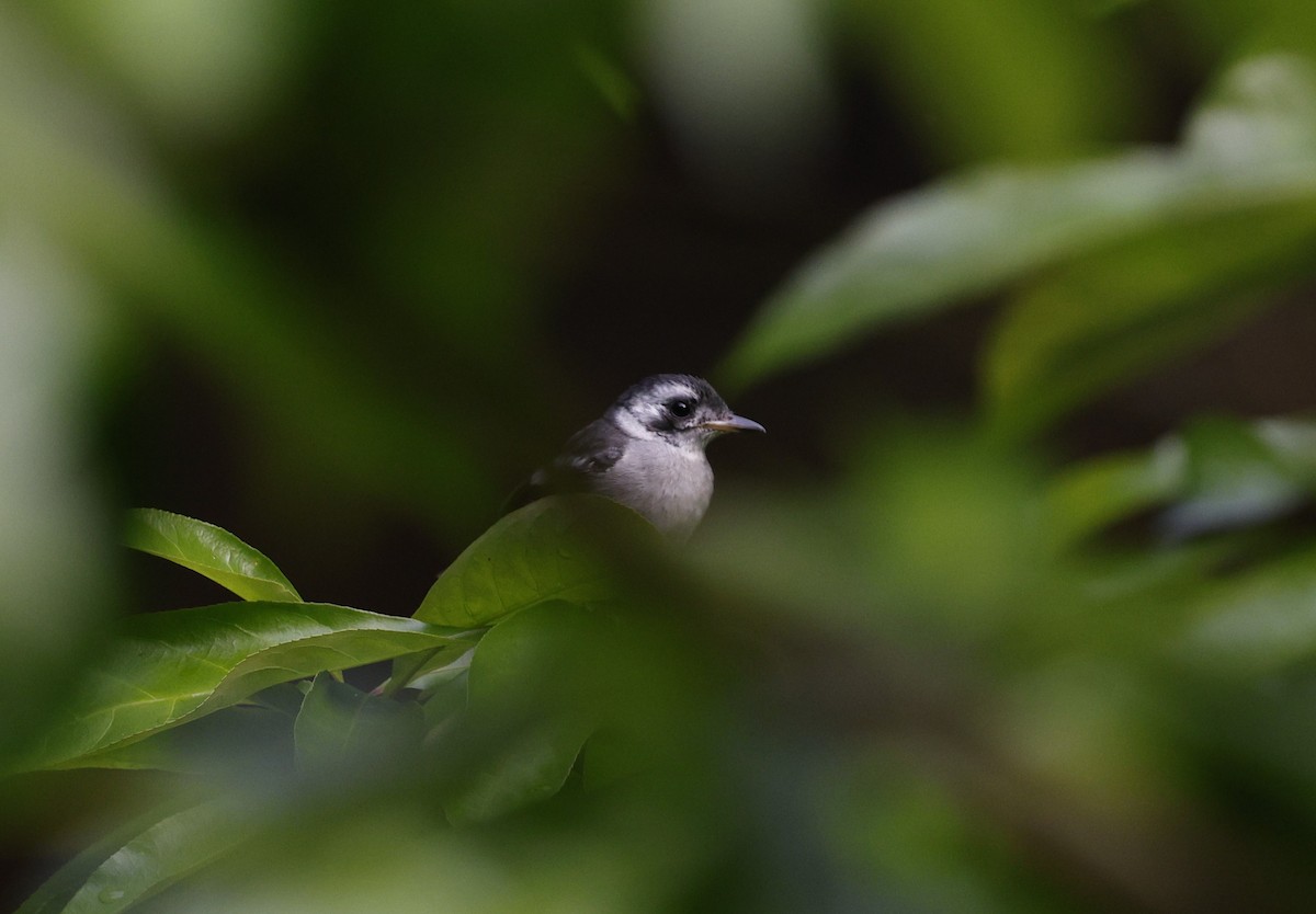 White-eared Monarch - ML622152850