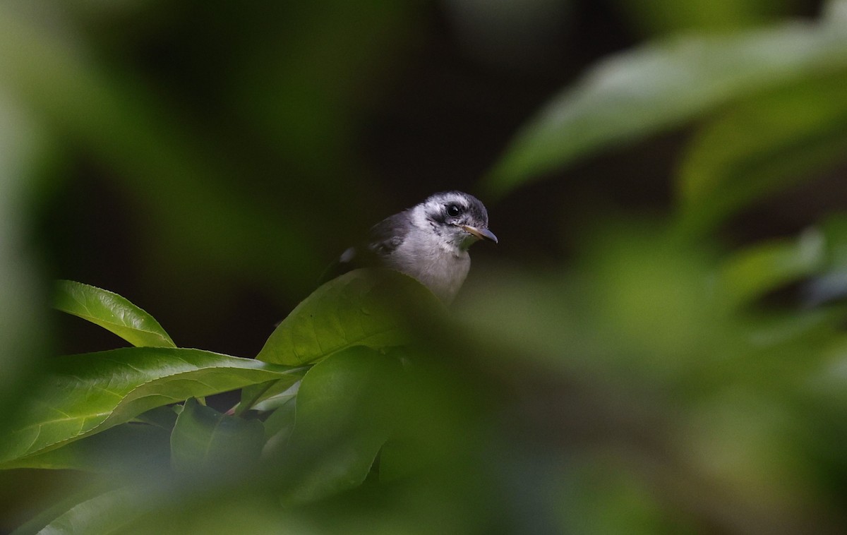 White-eared Monarch - ML622152851