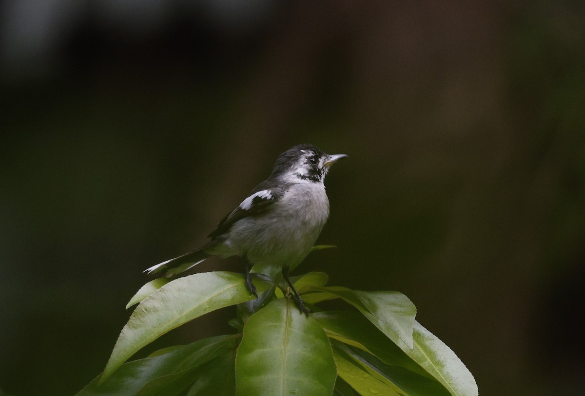 White-eared Monarch - ML622152852