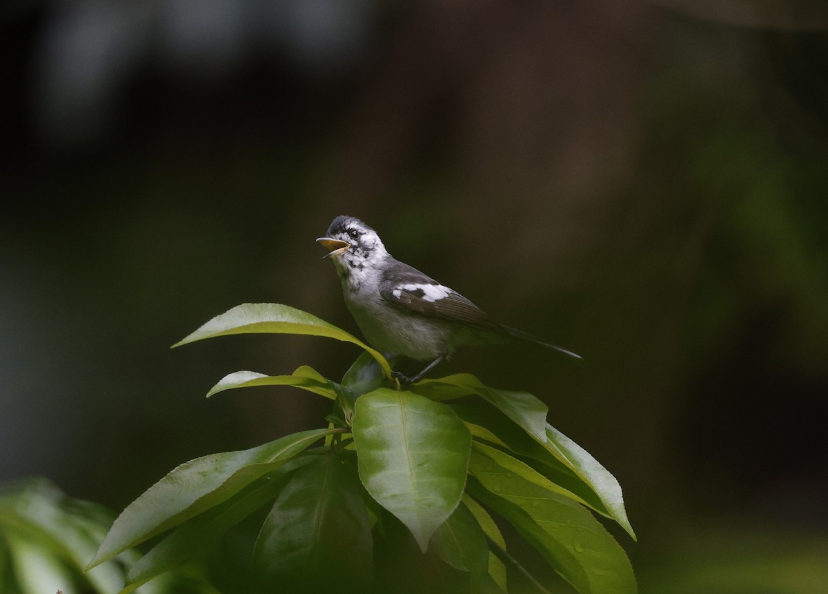 White-eared Monarch - ML622152853