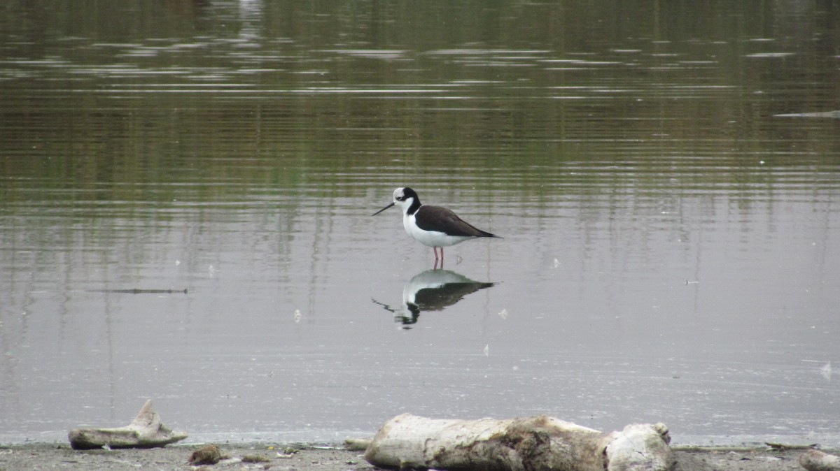 Black-necked Stilt (White-backed) - ML622152855