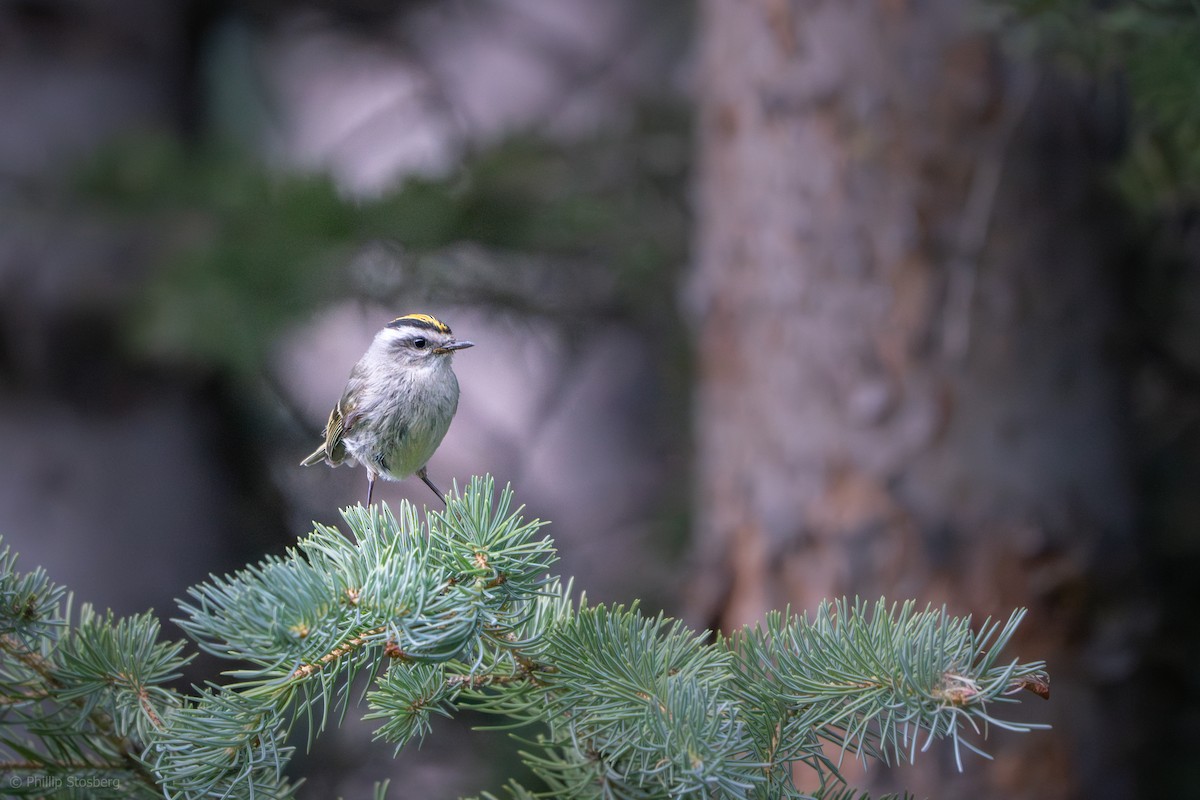 Golden-crowned Kinglet - Phillip Stosberg