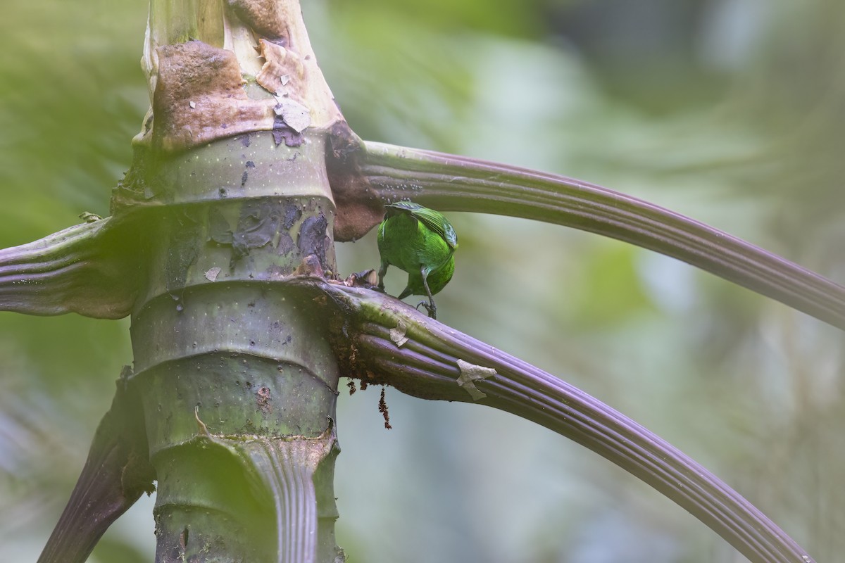 Glistening-green Tanager - ML622152858