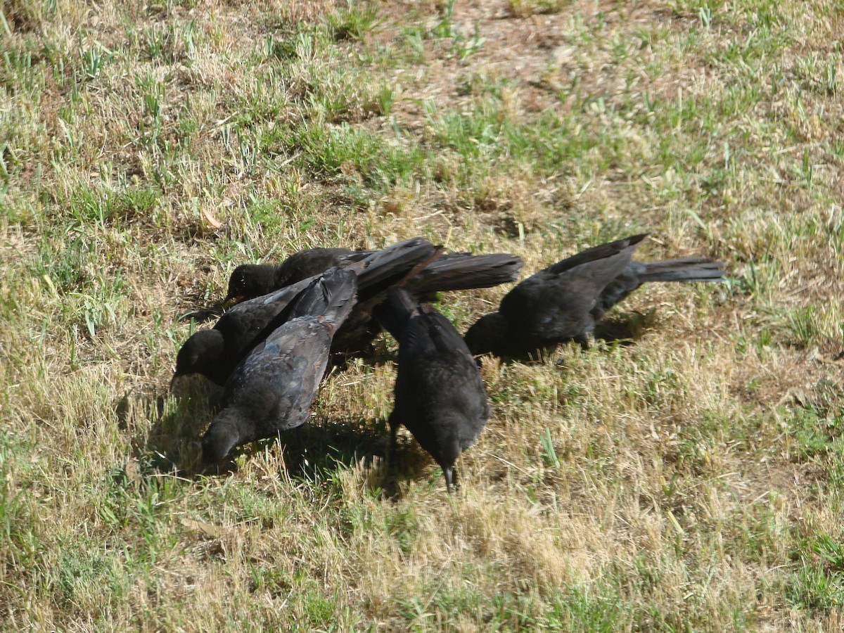 White-winged Chough - ML622152861