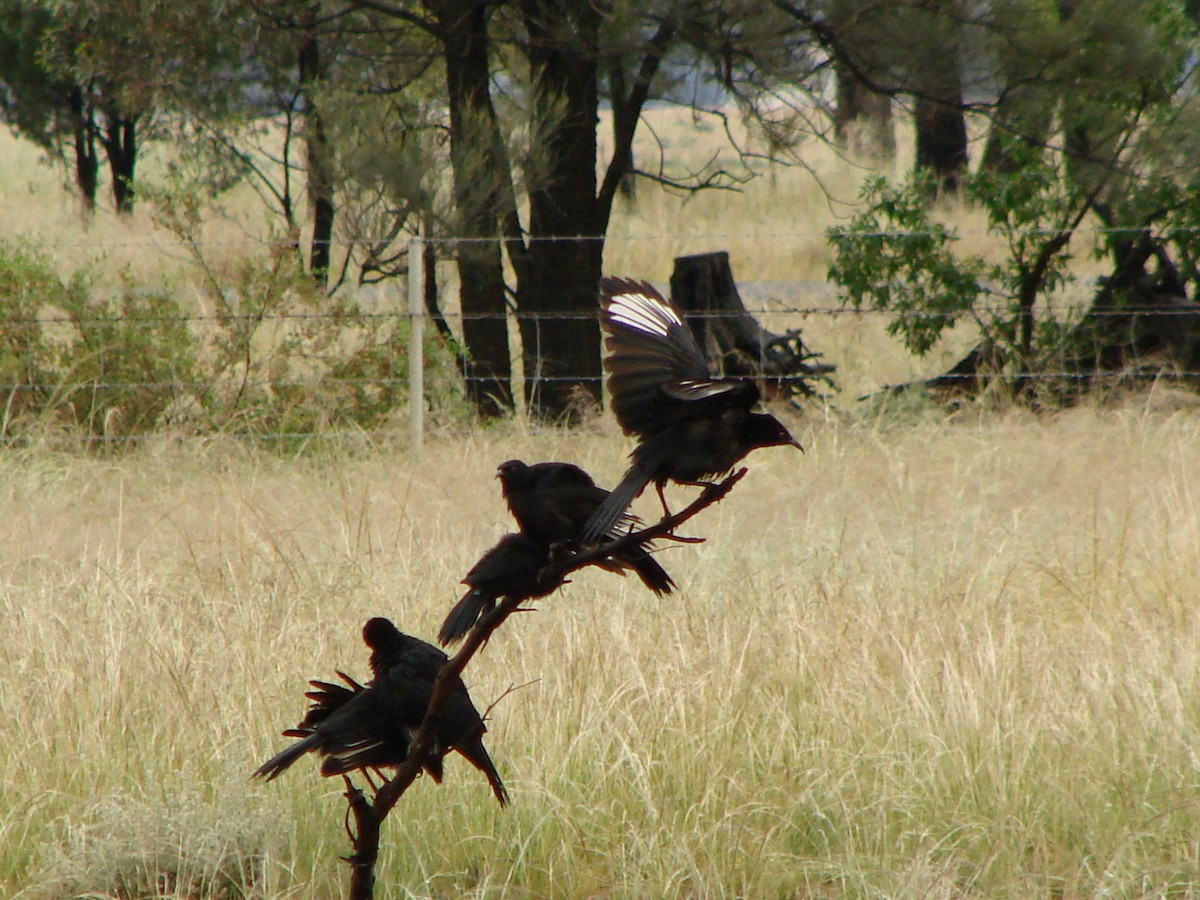 White-winged Chough - ML622152862