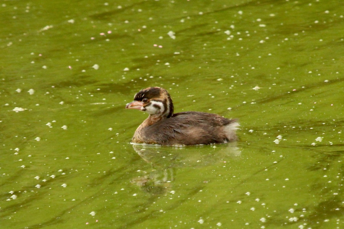 Pied-billed Grebe - ML622152863