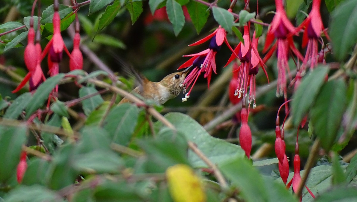 Rufous/Allen's Hummingbird - ML622152882