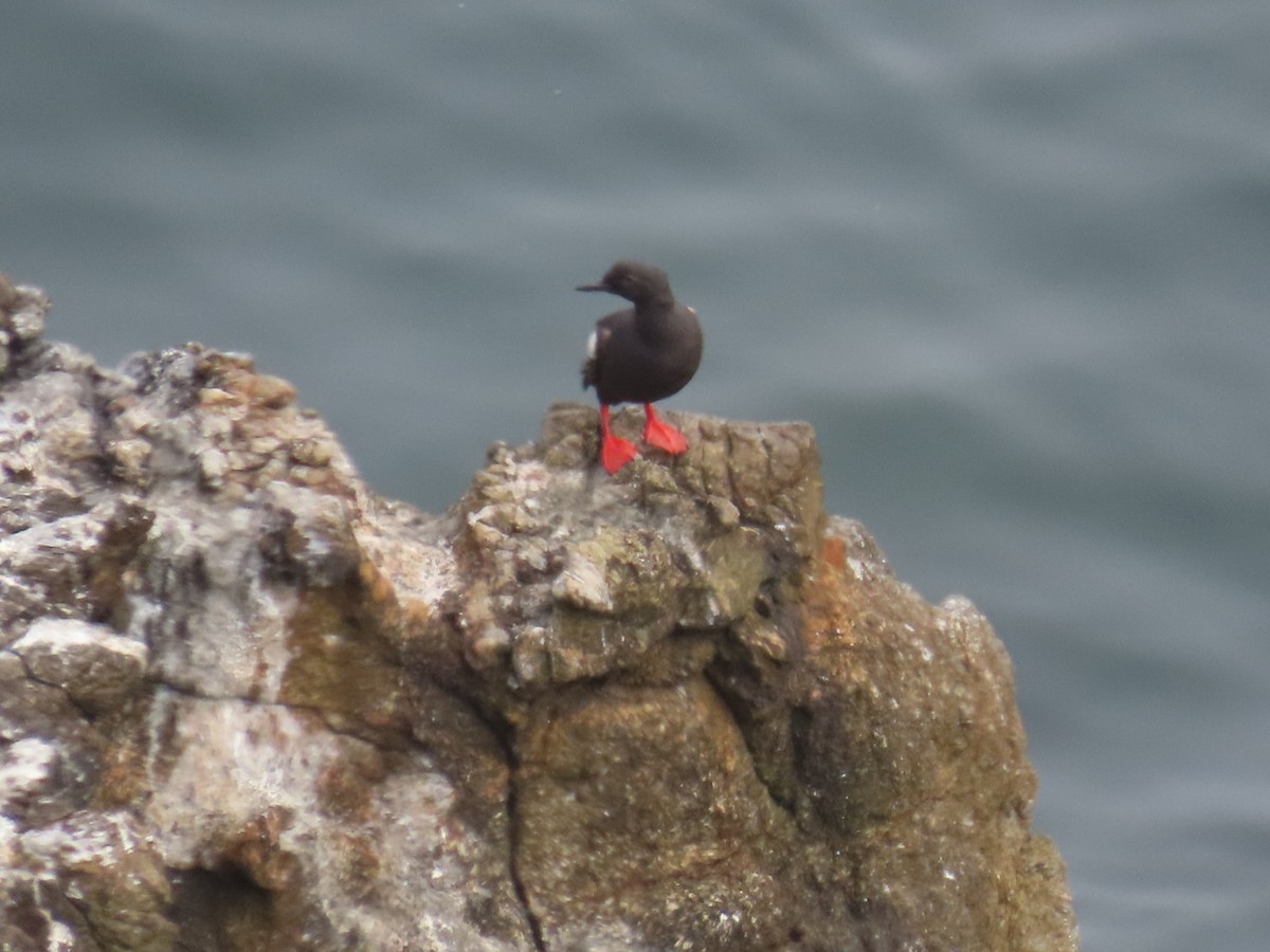 Pigeon Guillemot - ML622152887