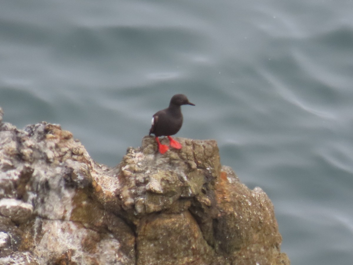 Pigeon Guillemot - ML622152888