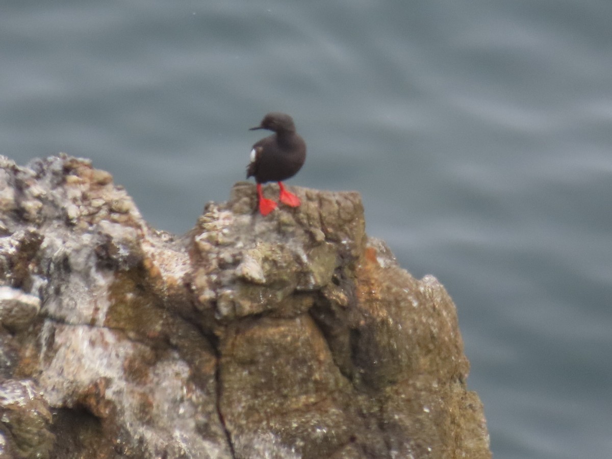 Pigeon Guillemot - ML622152889