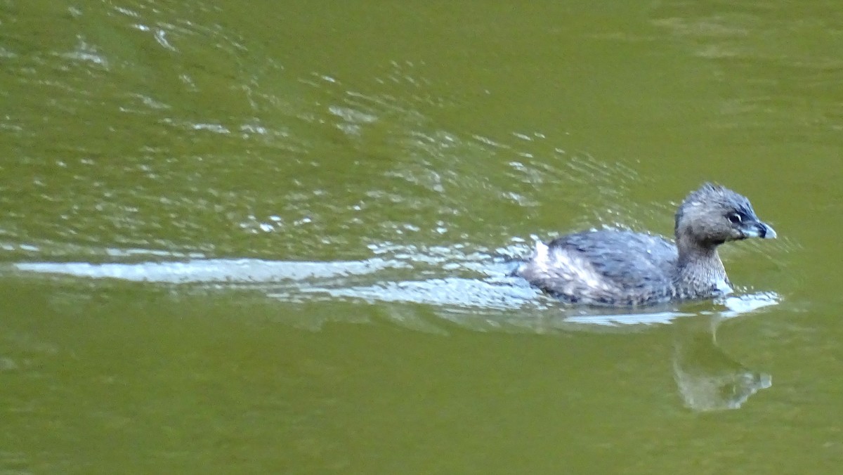 Pied-billed Grebe - ML622152891