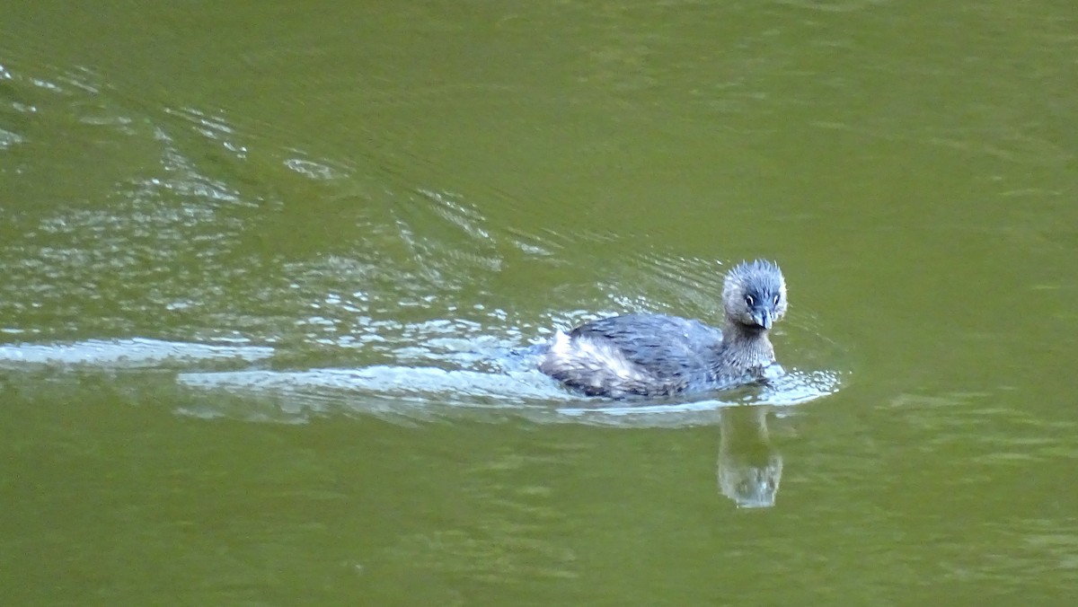 Pied-billed Grebe - ML622152892