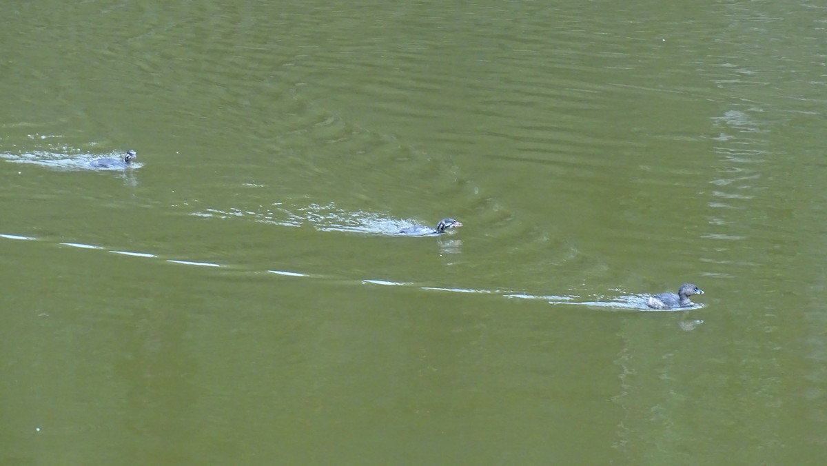 Pied-billed Grebe - ML622152893