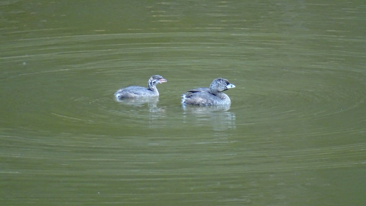 Pied-billed Grebe - ML622152894