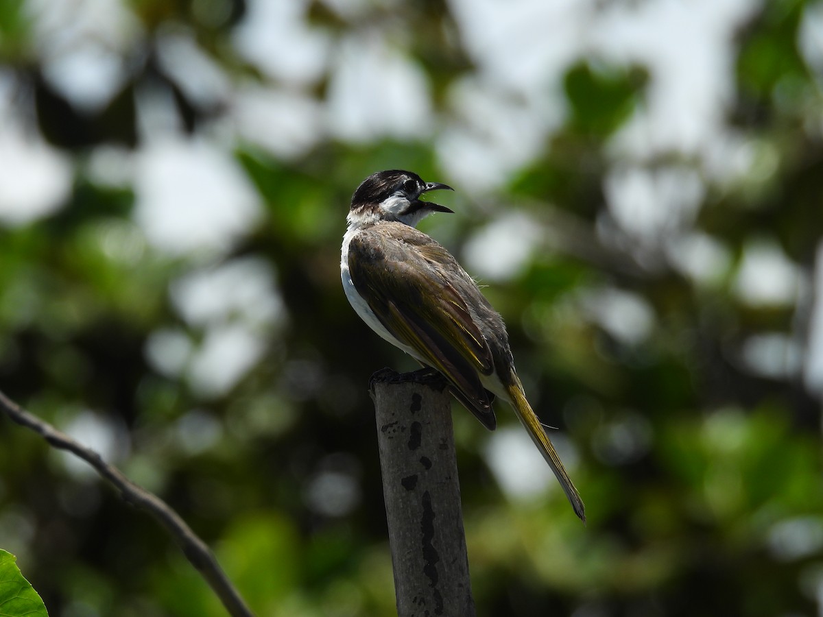 Styan's Bulbul - 金木 鱸魚